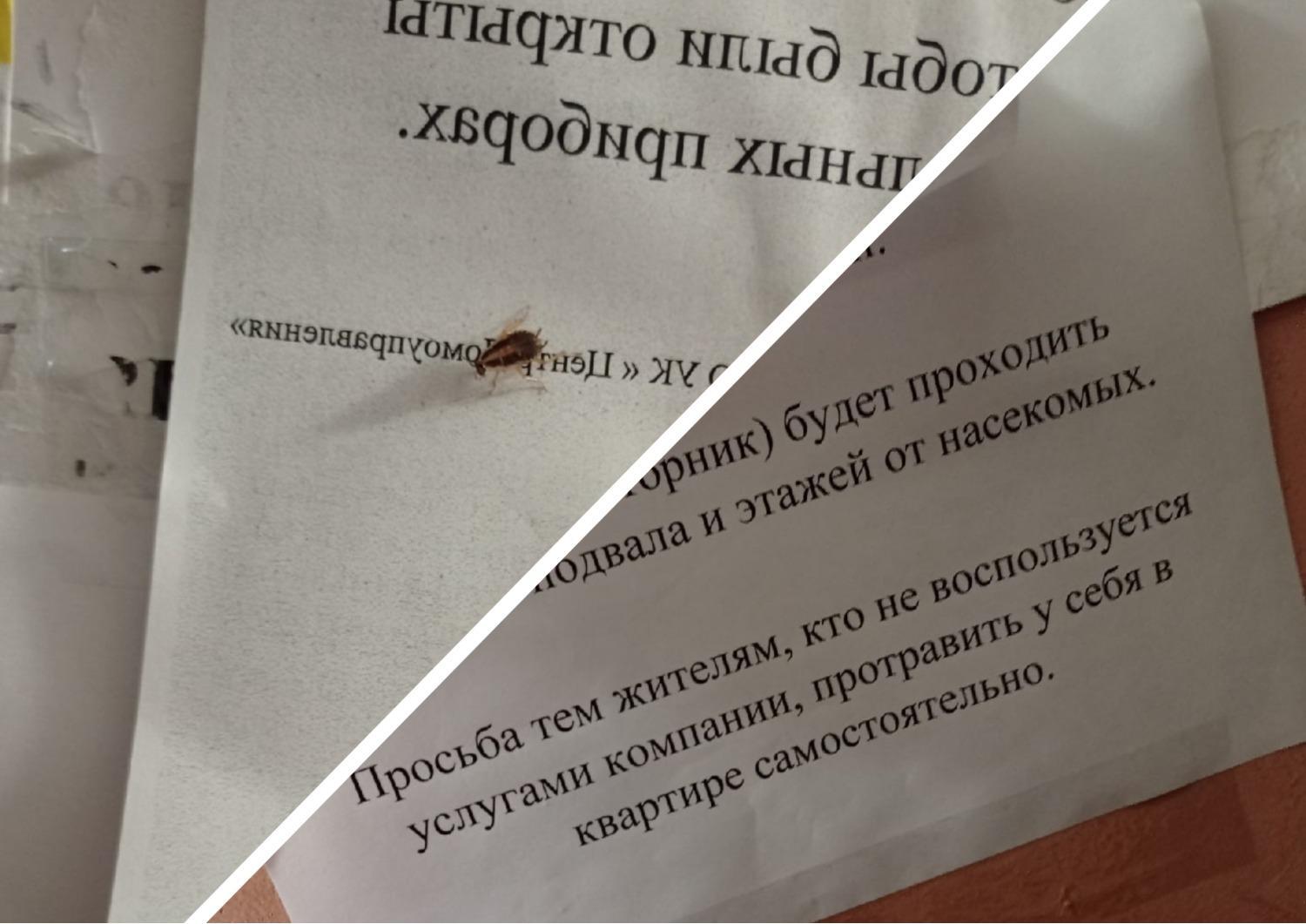 Фото Бизнес на тараканах: жители Новосибирска заподозрили, что дезинсекторы подбрасывают насекомых 3